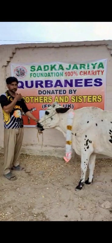A Qurbani animal ready for distribution